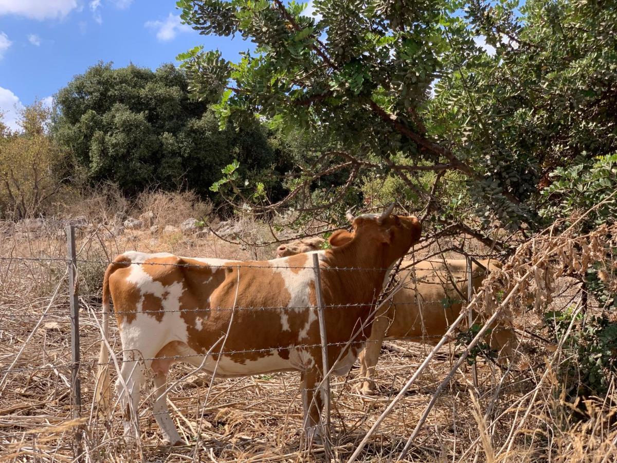 שומרה הבית בשמורה מראה חיצוני תמונה